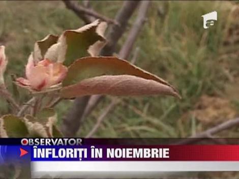 Copaci Infloriti la Inceput de iarna in Topoloveni