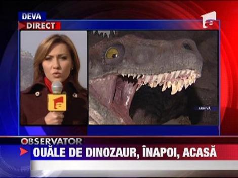 Trei oua de dinozaur pitic furate din Romania inapoi acasa