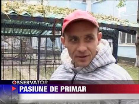 Gradina zoo, in curtea primarului din Navodari