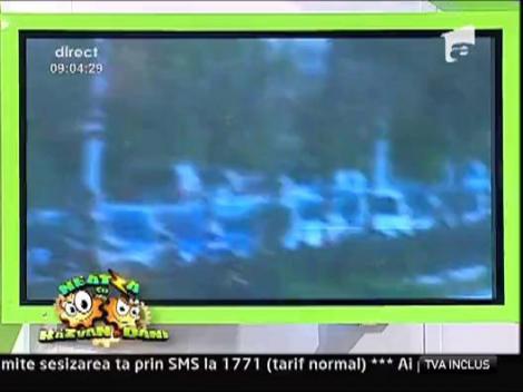 Delfini in Dambovita