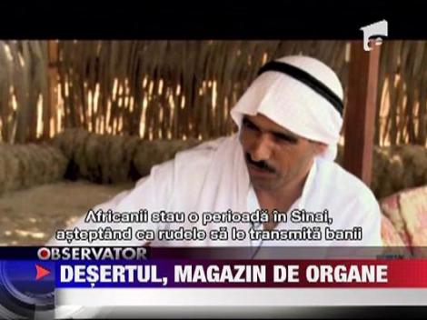Desertul Sinai, magazin de organe