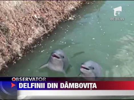 Delfini care inoata in Dambovita