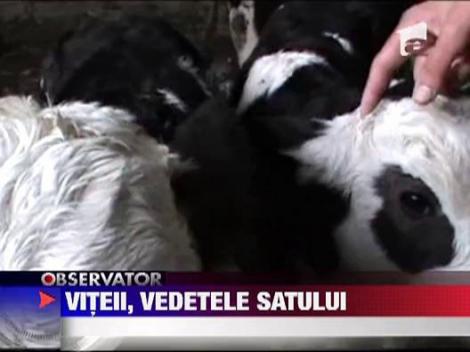 O vacuta a adus pe lume trei vitei