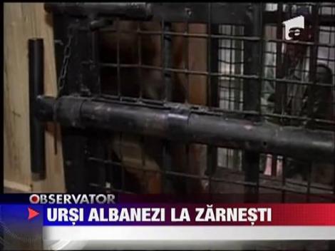 Ursi albanezi la Zarnesti