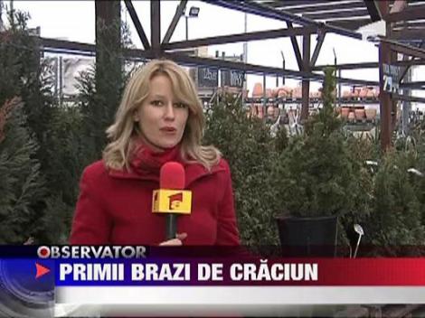 Primii brazi pentru Craciun au aparut deja in magazine