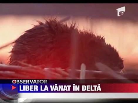 Liber la vanatoare in Delta Dunarii