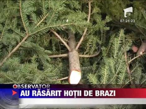 Au rasarit primii hoti de brazi de Craciun