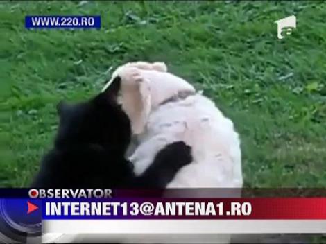 Caine masat de pisica