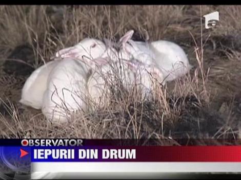Iepuri salvati de pe sosea