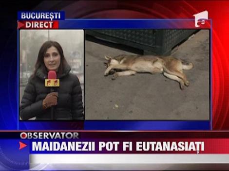 Maidanezii pot fi eutanasiati! Legea cainilor comunitari, adoptata de deputati