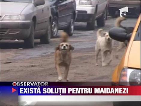 Solutii alternative eutanasierii cainilor