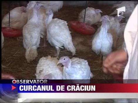 Curcan umplut sau strut la gratar pe masa de Craciun!