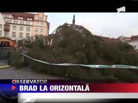 Brad de Craciun la orizontala