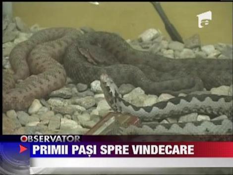 Andrei Iucinu isi revine dupa muscatura de vipera
