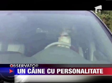 Un caine isi claxoneaza stapanul din masina!