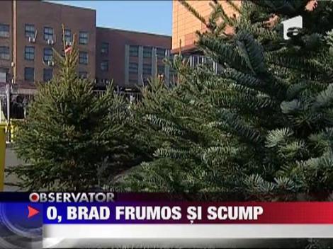 Brazi scumpi de craciun