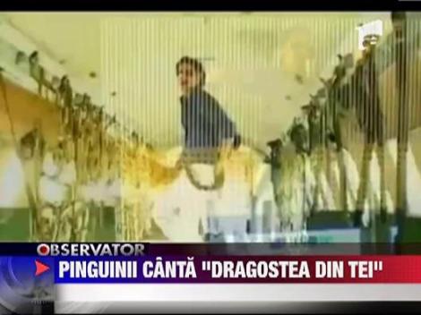 Pinguinii din Happy Feet canta "Dragoste din tei"