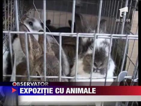 Expozitie cu animale in Bistrita