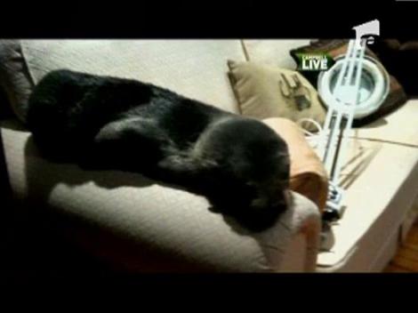 Oaspete inedit in Noua Zeelanda