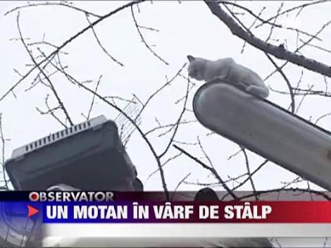 Pisica salvata de angajatii primariei Galati