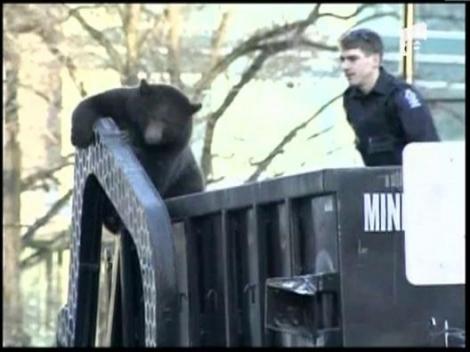 Un urs, cocotat pe o masina de gunoi, a facut senzatie in Canada