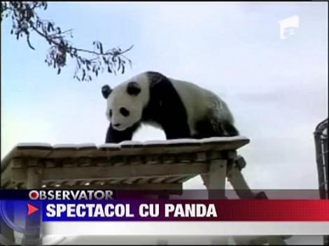 Prima zapada a ursilor panda