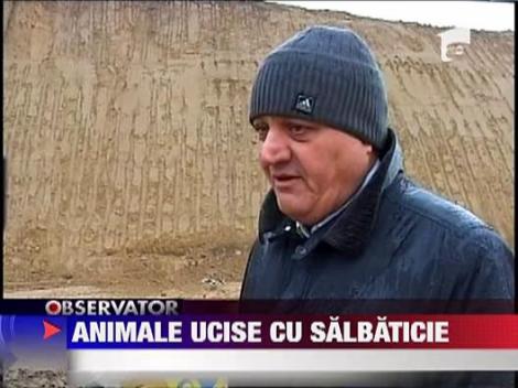 Porci mistreti vanati cu tractorul