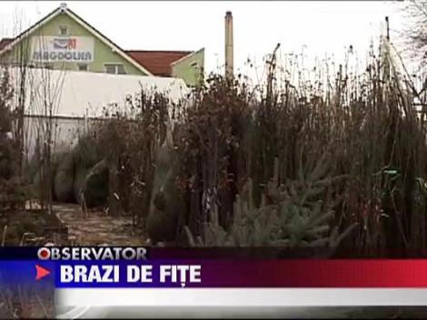 Ultima fita in materie de brazi de Craciun