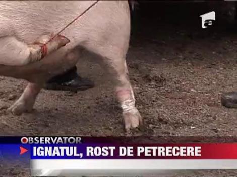 Ignatul, rost de petrecere