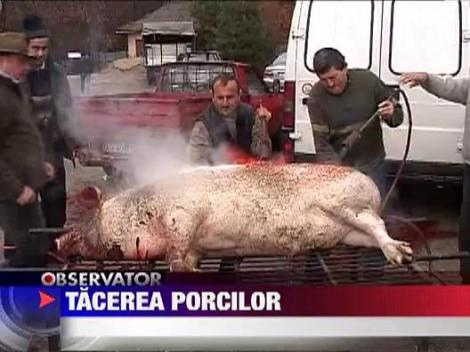 UPDATE /  Ignatul, rost de petrecere