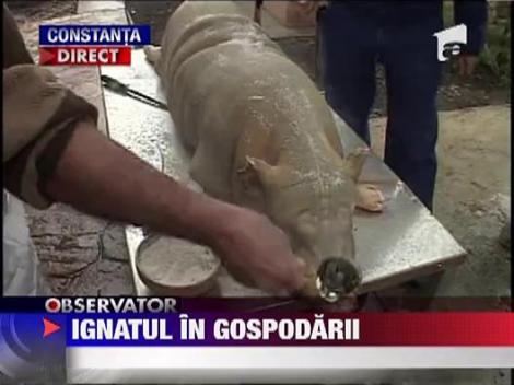 Ignatul in gospodarii