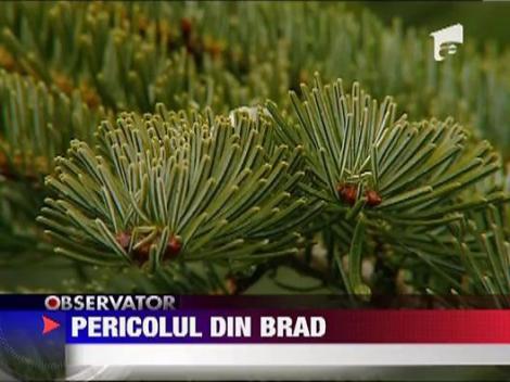 Bradul poate imbolnavi, fie ca e natural sau din plastic