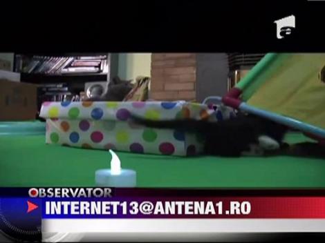 Petrecere de Craciun pentru pisici