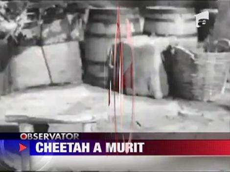 Cheeta, cimpanzeul din Tarzan, a murit in seara de Craciun