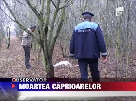 UPDATE / Caprioare otravite cu pesticid!