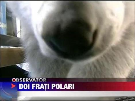 Cei mai dragalasi ursi polari