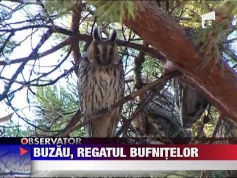 Buzau, regatul bufnitelor