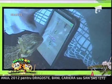 Cum sa tii soparla ocupata