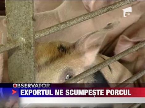 Exportul ne scumpeste carnea de porc