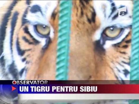 Tigru pentru gradina zoologica din Sibiu