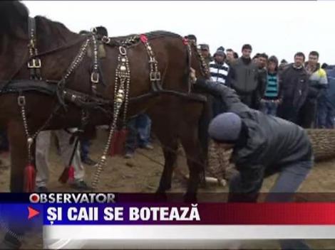 Caii, botezati de Boboteaza