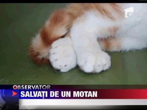Salvati de un motan