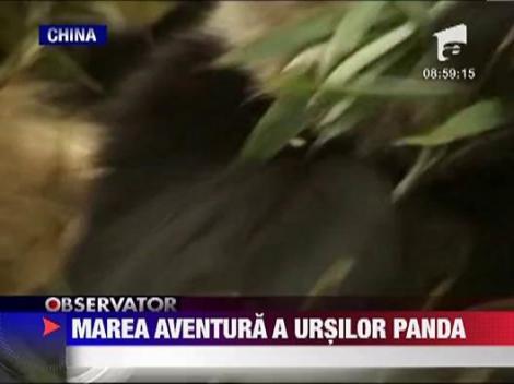 Ursi panda eliberati in salbaticie