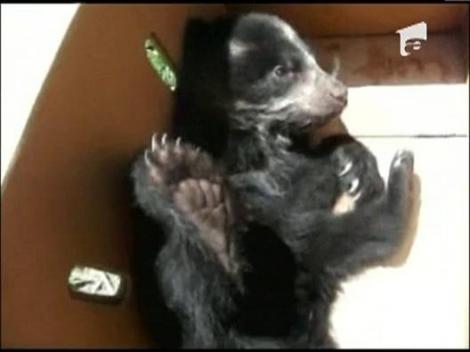 O cutie de calculator a devenit adapostul perfect pentru un pui de urs din Columbia