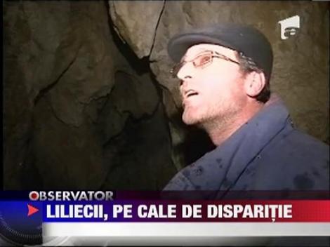 Liliecii din Romania sunt pe cale de disparitie