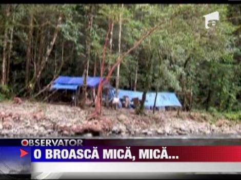 Cea mai mica broasca din lume