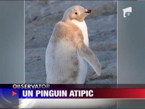 Pinguin albinos