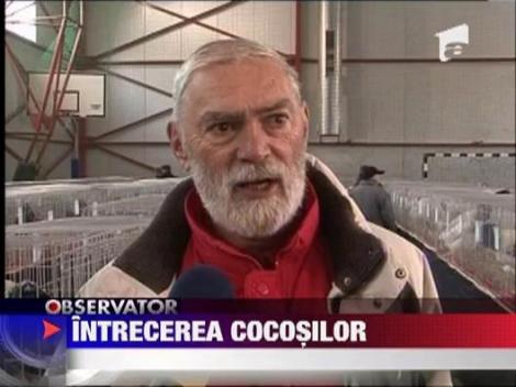 Expozitia Nationala de Pasari de Rasa la Sighisoara