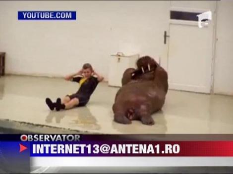 Exercitii de fitness cu morsa