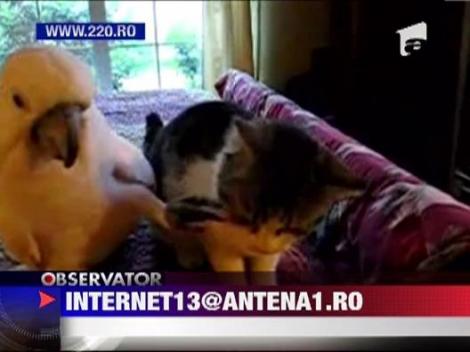 Tandreturi intre un papagal si o pisica